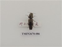 藏品(叩頭蟲(1))的圖片